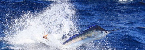True Blue Fishing Charters - Attractions Perth 6