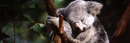 Koala and River Cruise by Mirimar Cruises - Attractions Perth