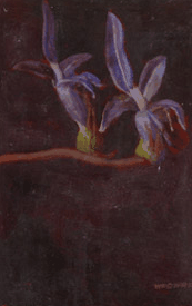 Red Hill Galleries - Attractions Perth 2