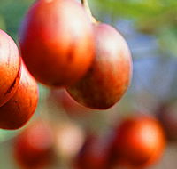 Tropical Fruit World - Attractions Perth