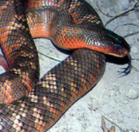 Armadale Reptile  Wildlife Centre - Attractions Perth