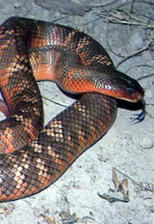 Armadale Reptile & Wildlife Centre - Attractions Perth 0