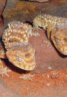 Armadale Reptile & Wildlife Centre - Attractions Perth 1