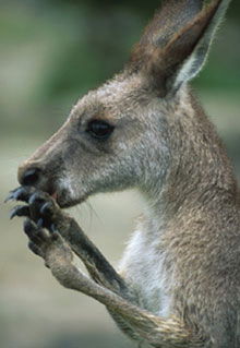 Armadale Reptile & Wildlife Centre - Attractions Perth 2
