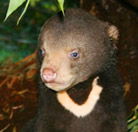 Perth Zoo - Attractions Perth