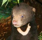 Perth Zoo - Attractions Perth 0