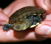 Perth Zoo - Attractions Perth 1