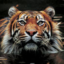 Perth Zoo - Attractions Perth 2