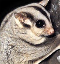 Perth Zoo - Attractions Perth 3