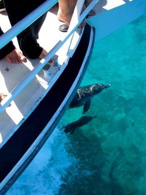 Pelican Charters - Attractions Perth 0
