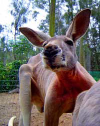 Birdland Animal Park - Attractions Perth 3