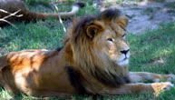 Mogo Zoo - Attractions Perth 1