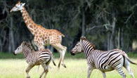 Mogo Zoo - Attractions Perth 2