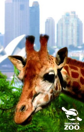 Taronga Zoo - Attractions Perth 3