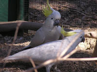 Wirrimbirra Sanctuary - Attractions Perth 1