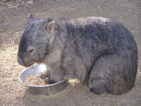 Wirrimbirra Sanctuary - Attractions Perth 2