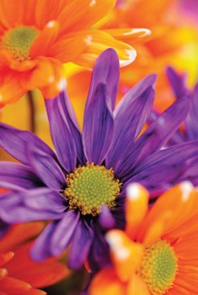 Warringal Shopping Centre - Attractions Perth 3