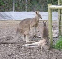Jirrahlinga Koala  Wildlife Sanctuary - Attractions Perth
