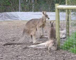 Jirrahlinga Koala & Wildlife Sanctuary - Attractions Perth 0