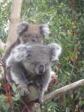 Jirrahlinga Koala & Wildlife Sanctuary - Attractions Perth 1