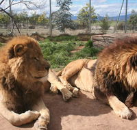 Mansfield Zoo - Attractions Perth