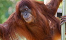 Melbourne Zoo - Attractions Perth 1