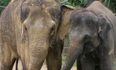 Melbourne Zoo - Attractions Perth 3