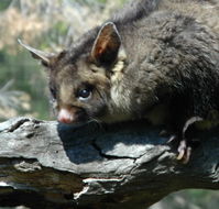 Moonlit Sanctuary Wildlife Conservation Park - Attractions Perth