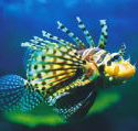 Underwater World - Attractions Perth