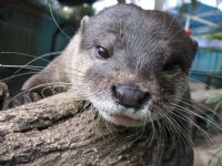 Underwater World - Attractions Perth 1