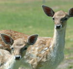 Marapana Wildlife Park - Attractions Perth