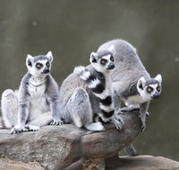 Adelaide Zoo - Attractions Perth