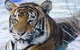 Zoo Doo Wildlife Park - thumb 0