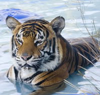 Zoo Doo Wildlife Park - Attractions Perth