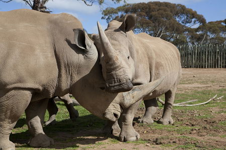 Monarto Zoo - Attractions Perth 0