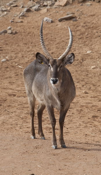 Monarto Zoo - Attractions Perth 1