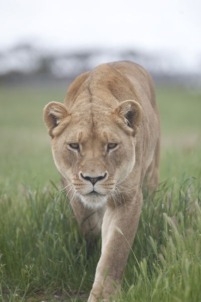 Monarto Zoo - Attractions Perth 2