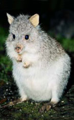 Warrawong Wildlife Park - Attractions Perth 1