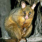 Warrawong Wildlife Park - Attractions Perth 2