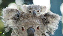  Attractions Perth