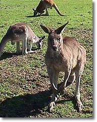 OZe Wildlife - Attractions Perth 1