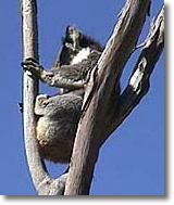 OZe Wildlife - Attractions Perth 2