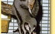 OZe Wildlife - thumb 3