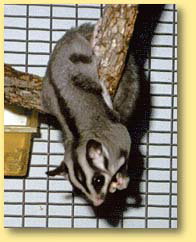OZe Wildlife - Attractions Perth 3