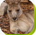 Calmsley Hill City Farm - Attractions Perth