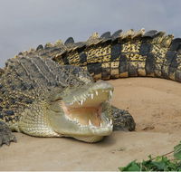 Dundee's Wildlife Park - Attractions Perth