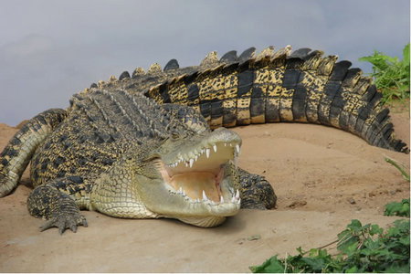 Dundee's Wildlife Park - Attractions Perth 0