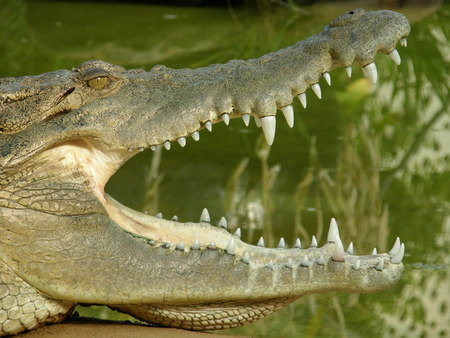 Dundee's Wildlife Park - Attractions Perth 1