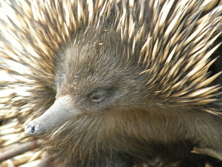 Dundee's Wildlife Park - Attractions Perth 3