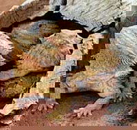 Alice Springs Reptile Centre - Attractions Perth